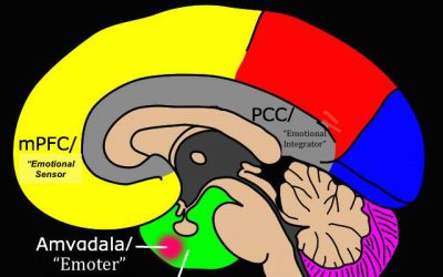 Default Mode Network