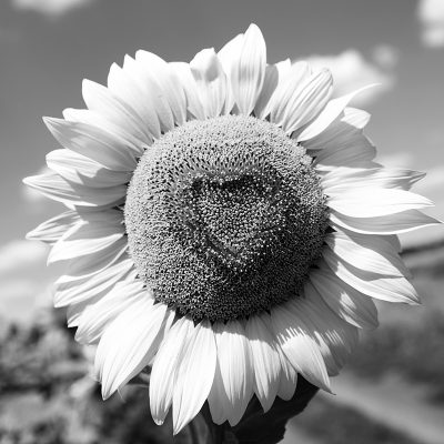 Summer Pause: a 1/2 day silent self-compassion retreat on Sunday July 19th, 2026